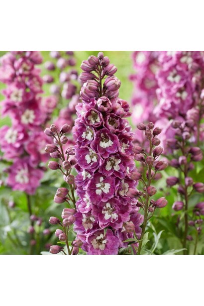 Дельфиниум Magic Fountains в садовой композиции